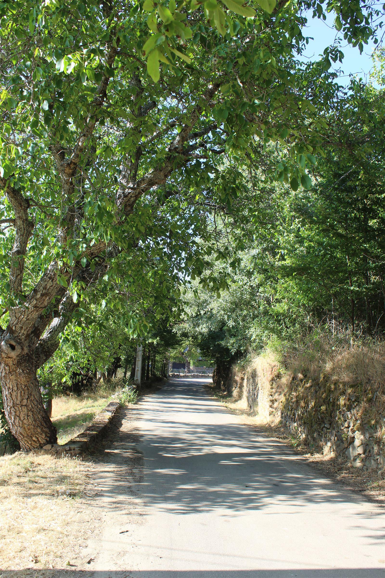 Camino bajo los árboles en Robleda-Cervantes, cerca de El Horno